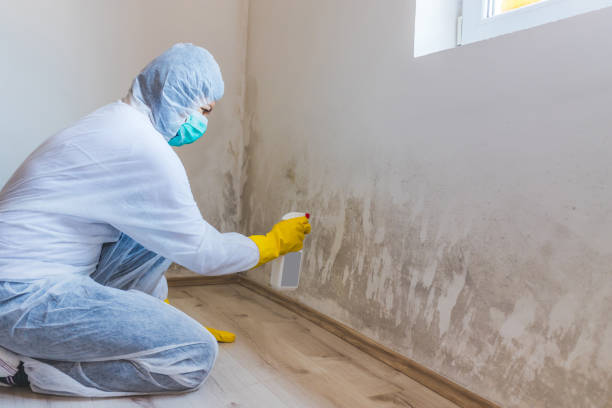Licensed Black Mold Removal service in Arlington, TN - WQB Mold Removal
